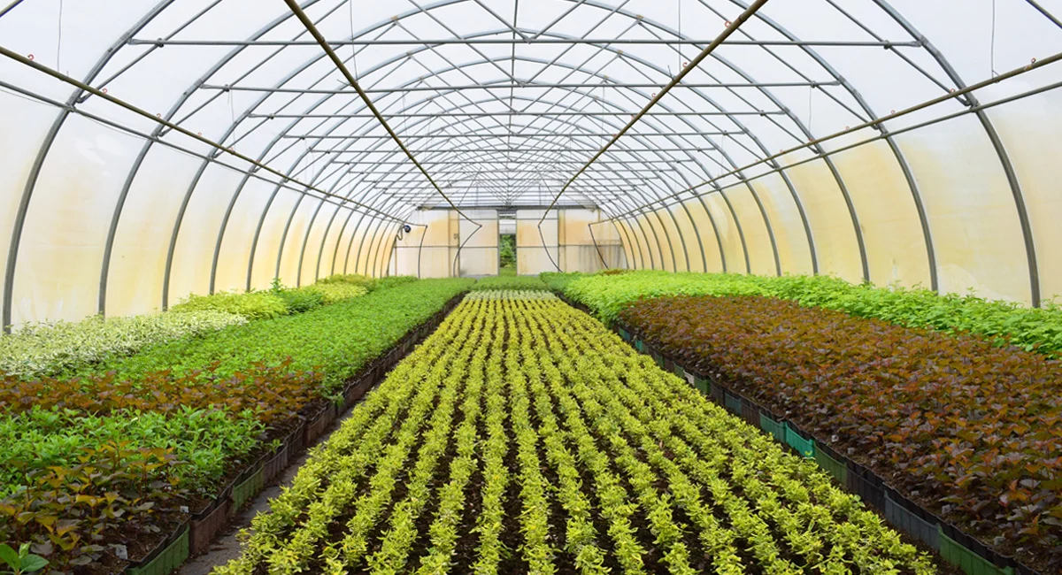 Agriculture Consulting